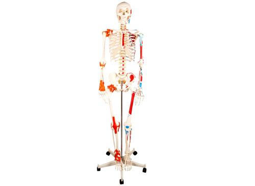 人体骨骼附关节韧带和肌肉起止点着色模型（带数字标识）