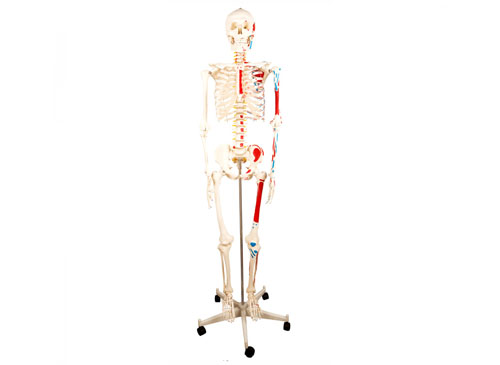 人体骨骼附肌肉起止点着色模型（带数字标识）