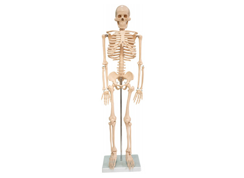 人体骨架模型85CM