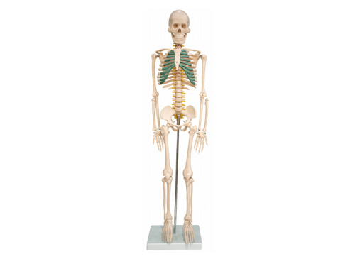 人体骨骼带神经模型85CM