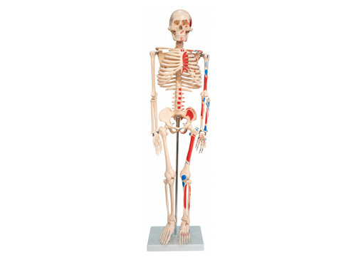 人体骨骼附肌肉起止点着色模型85CM（带数字标识）