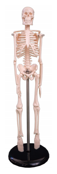 人体骨架模型45CM