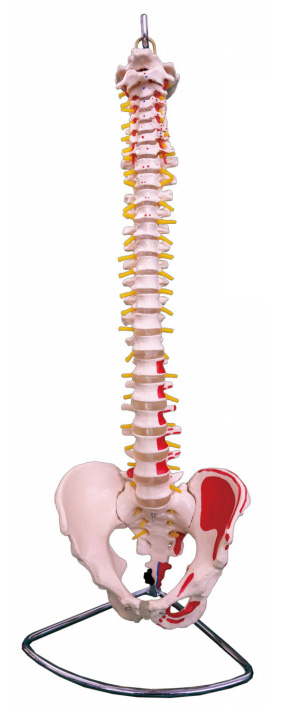 脊椎带骨盆附肌肉着色模型