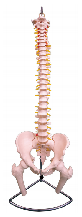 脊椎带骨盆和半腿骨模型