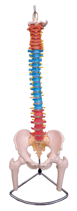 彩色脊椎带骨盆和半腿骨模型