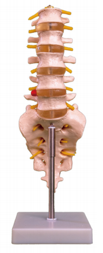 腰椎带尾椎骨模型