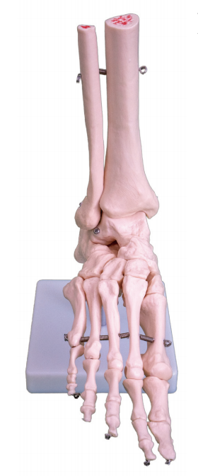 足骨模型