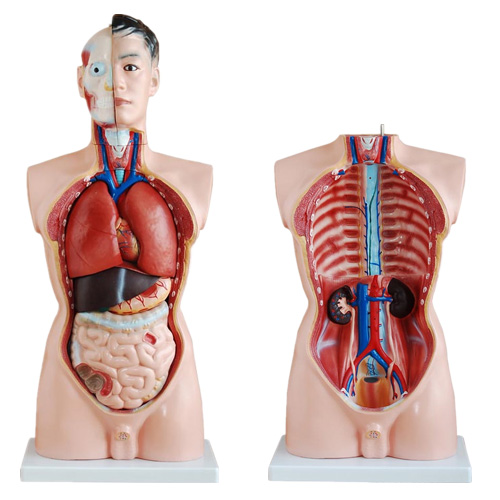 人体躯干模型