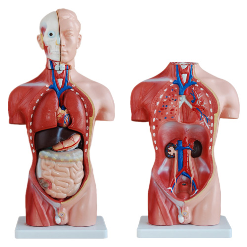 42CM男性躯干模型13件