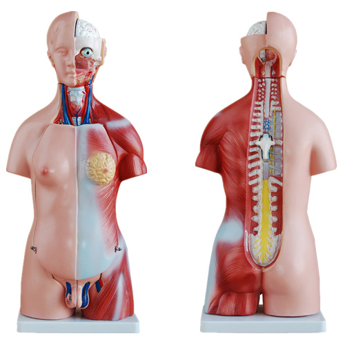 头颈躯干模型