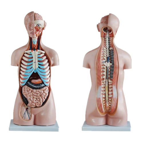人体器官系统解剖模型