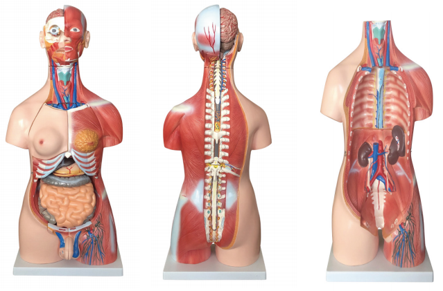 85CM两性肌肉躯干模型30件