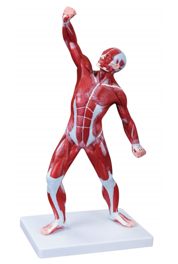 人体全身运动肌肉模型