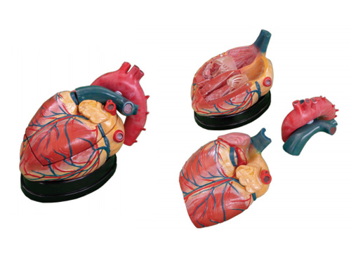 心脏解剖放大模型（放大4倍）