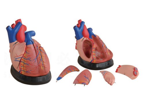心脏解剖模型（放大3倍）