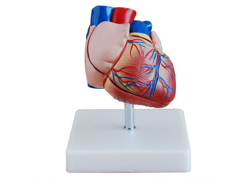 人体心脏模型（自然大）