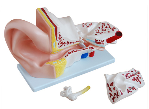 耳朵解剖模型（放大5倍）