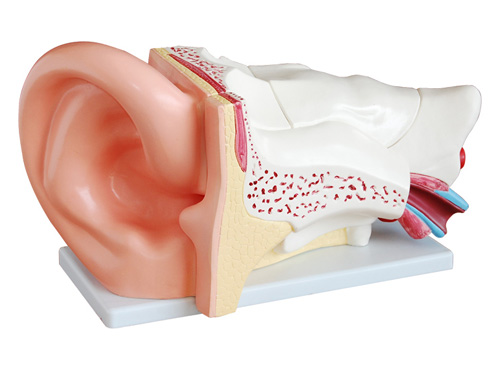 耳解剖模型（放大5倍）