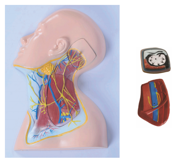 头颈部浅层血管神经肌肉模型