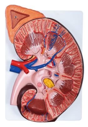 肾脏解剖模型