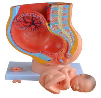 女性妊娠盆腔矢状解剖模型