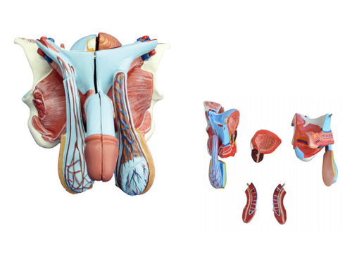 男性内外生殖器模型