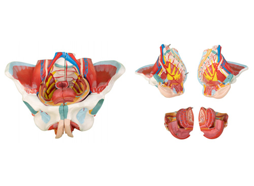 女性骨盆附生殖器与血管神经模型