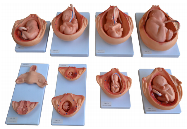 胎儿妊娠发育过程模型