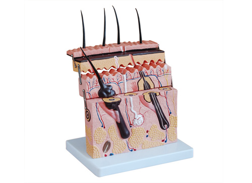 皮肤切面模型