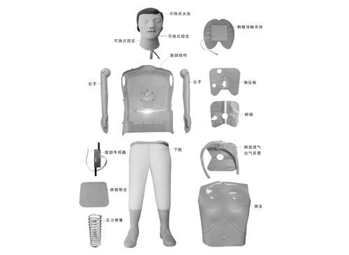 心肺复苏模拟人模型结构图