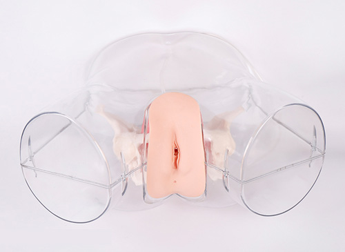 透明女性导尿模型