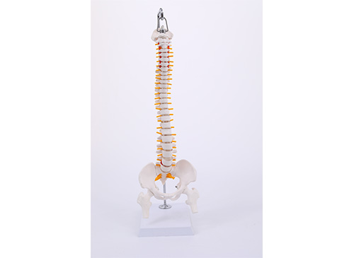 脊椎带骨盆和半腿骨模型45CM