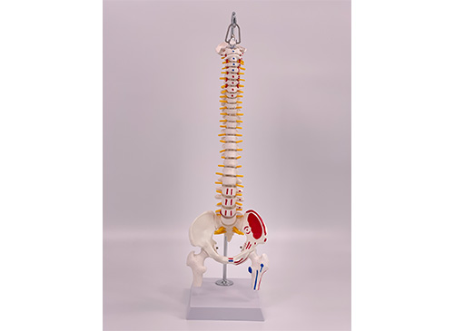 脊椎带骨盆和半腿骨附肌肉着色模型45CM
