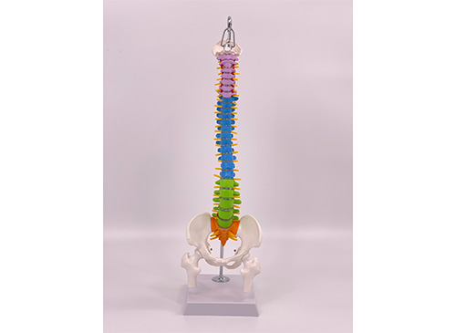 彩色脊椎带骨盆和半腿骨模型45CM