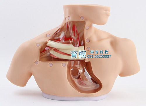 高级肠外营养护理模型