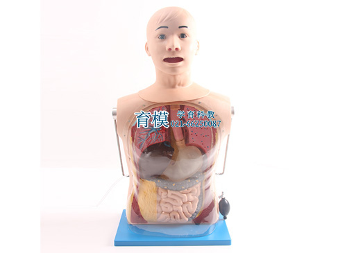 鼻胃管与气管护理模型