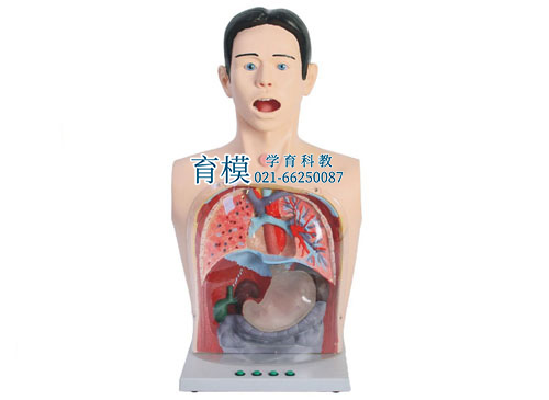 高级透明洗胃模型,带警示透明洗胃机制模型