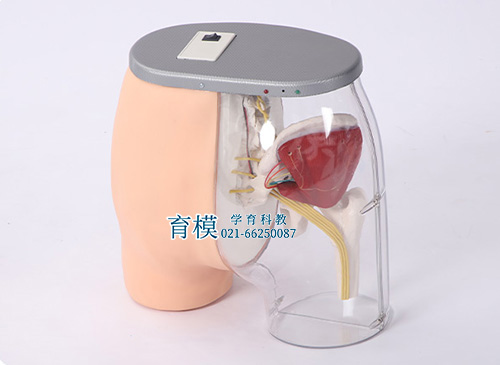 高级臀部肌肉注射训练及对比模型(带检测警示系统)