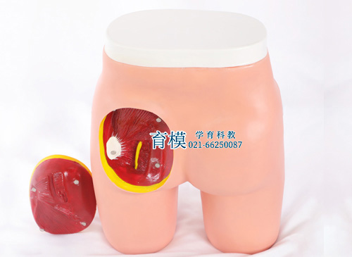 高级臀部肌肉注射与解剖结构模型