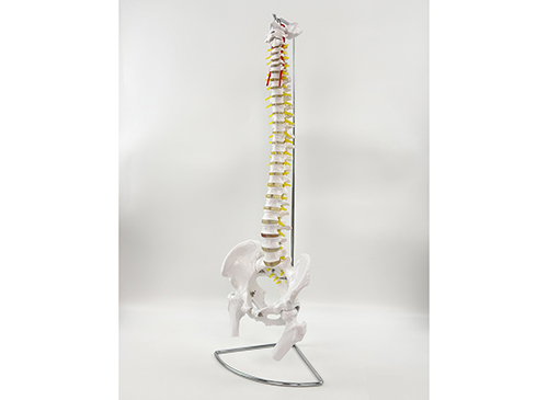 脊椎带骨盆和半腿骨模型