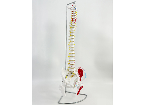 脊椎带骨盆和半腿骨附肌肉着色模型