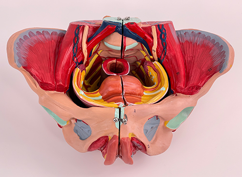 女性骨盆附生殖器官与血管神经模型