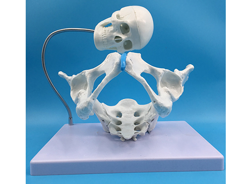 骨盆含胎儿头颅骨模型