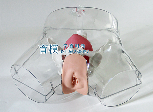 高级透明女性导尿模型