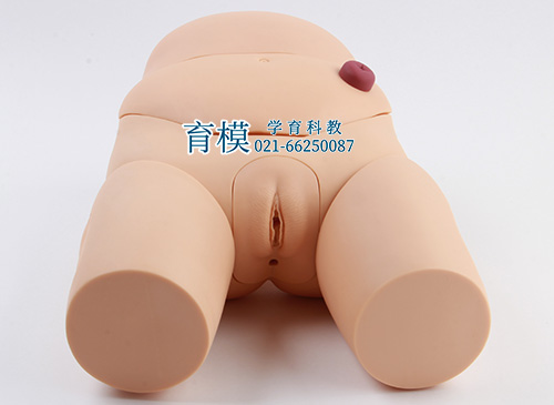 高级女性导尿模型