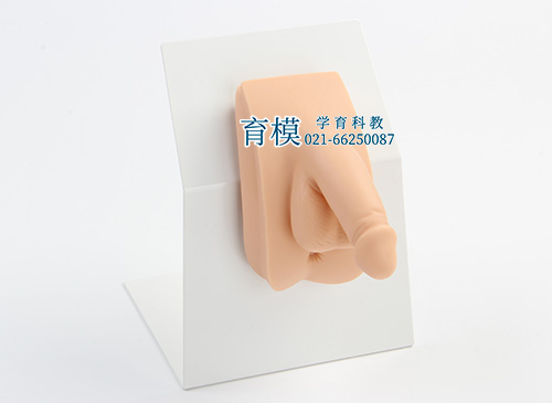 男性导尿模型,高级着装式男性导尿模型