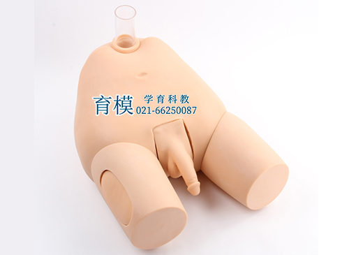 男性膀胱穿刺模型