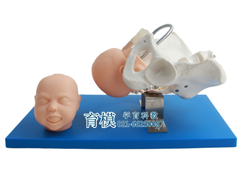 带有胎儿头的骨盆模型
