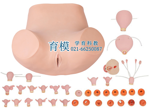 高级妇科综合检查训练模型