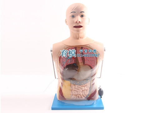 鼻胃管与气管护理模型